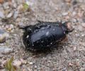 Pactolinus major